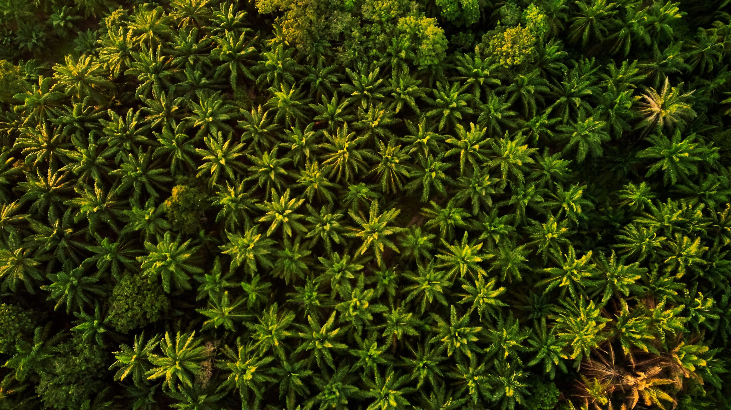 RSPO_Palm_tree_forest RSPO_Palm_tree_forest